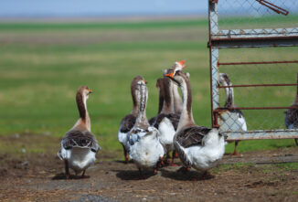 United States Military Geese Army